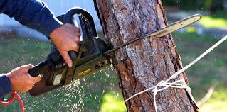 How Our Tree Care Process Works  in Woodstown, NJ